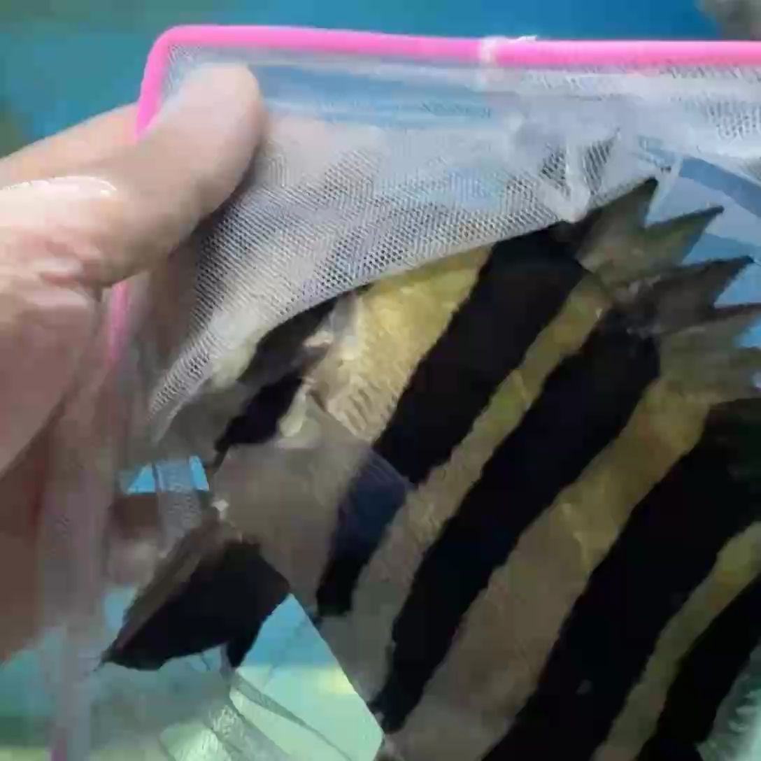 虎魚喜歡來（虎魚喜歡來，龍巧兒評論：不錯，一只很困的貓哥）