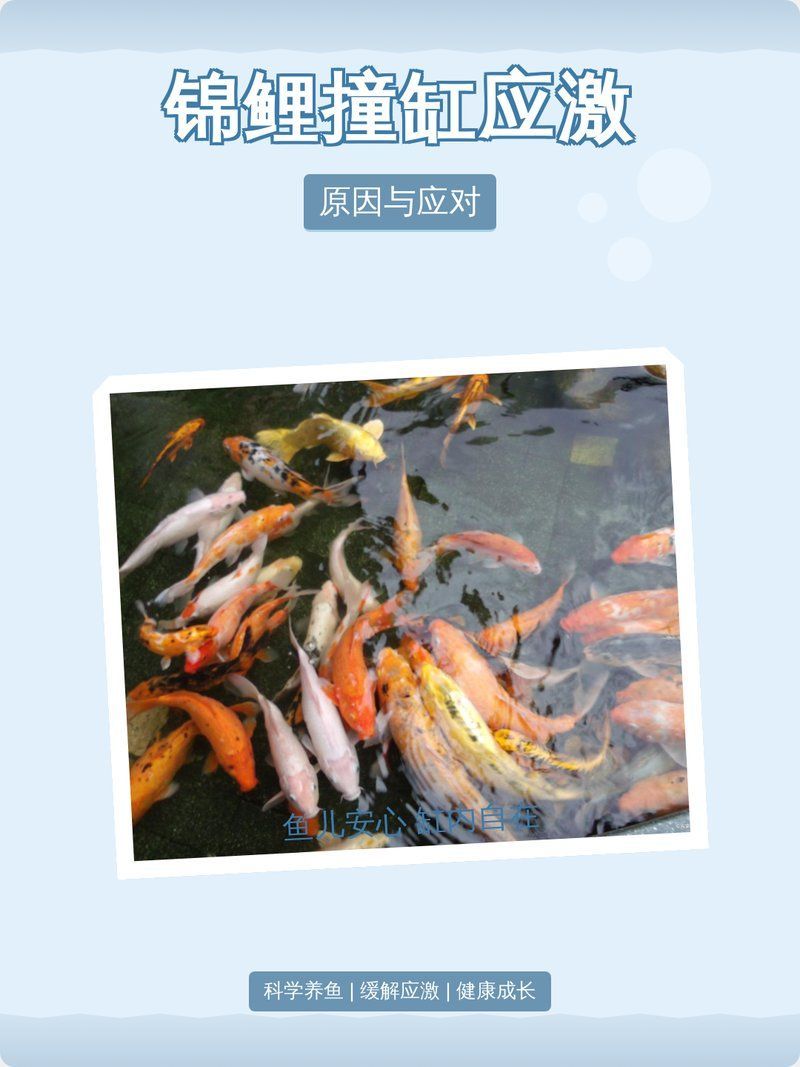 如何判斷魚撞缸的原因（魚撞缸的9大原因與解決方法）