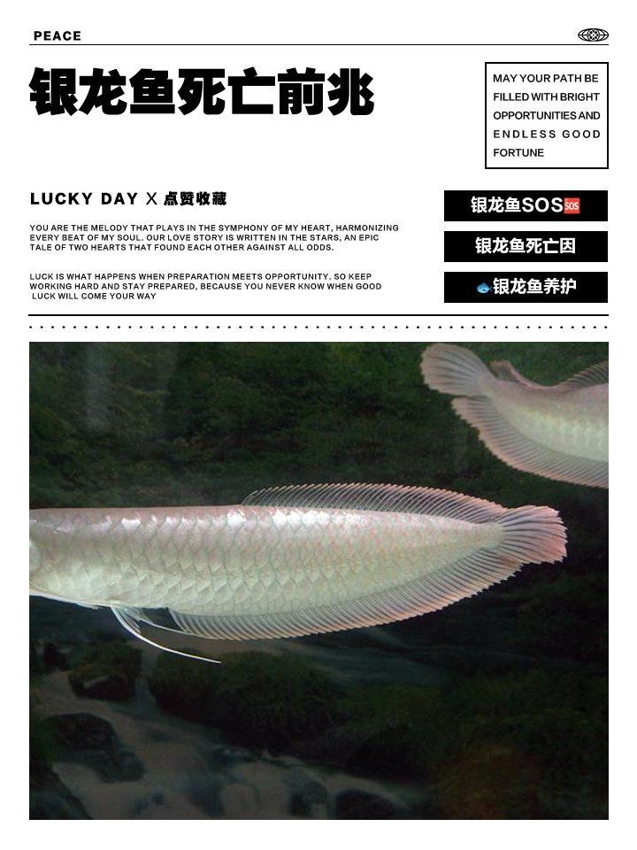 家養龍魚死了有哪些征兆（家養龍魚死亡前兆）