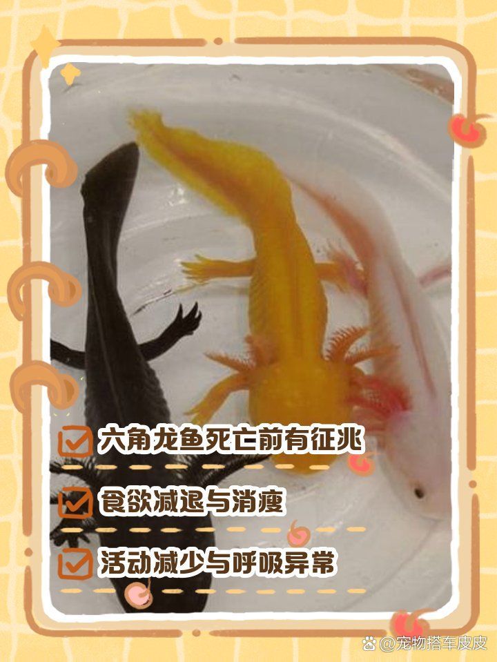 家養龍魚死了有哪些征兆（家養龍魚死亡前兆）