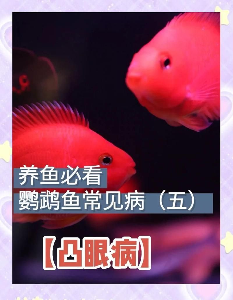 如何早期發現紅龍魚凸眼病（如何診斷紅龍魚凸眼病）