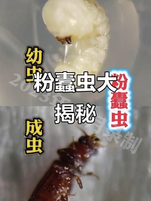 如何預防蠹蟲的出現（arxiv論文助手arxiv論文助手arxiv論文助手）