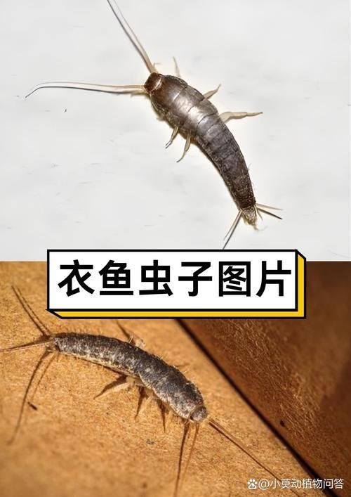 如何預防蠹蟲的出現（arxiv論文助手arxiv論文助手arxiv論文助手）