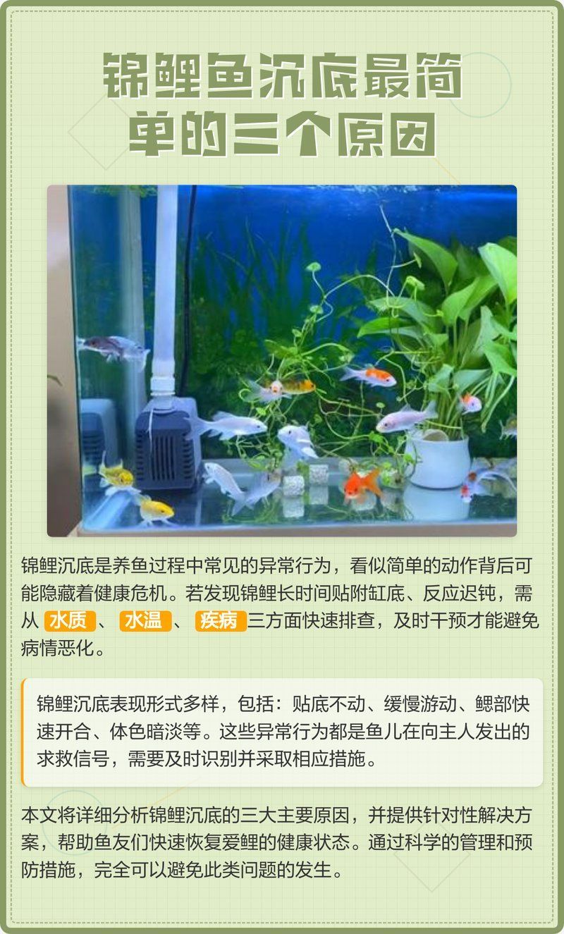 錦鯉趴缸會自行恢復嗎（《錦鯉趴缸底的真相手冊魚趣暹羅斗魚）