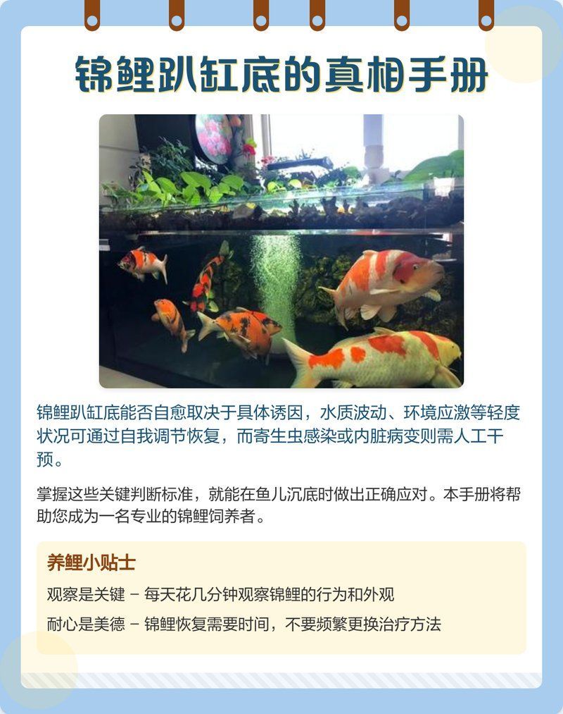 錦鯉趴缸會自行恢復嗎（《錦鯉趴缸底的真相手冊魚趣暹羅斗魚）