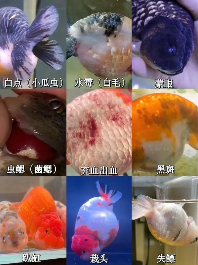 再給我一些魚的常見病圖片（觀賞魚常見病的診斷癥狀）