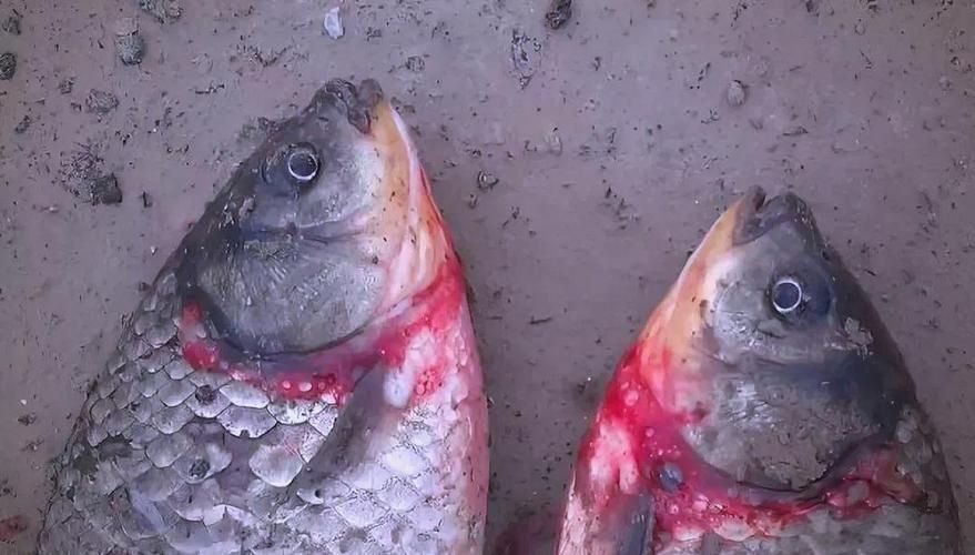 再給我一些魚的常見病圖片（觀賞魚常見病的診斷癥狀）