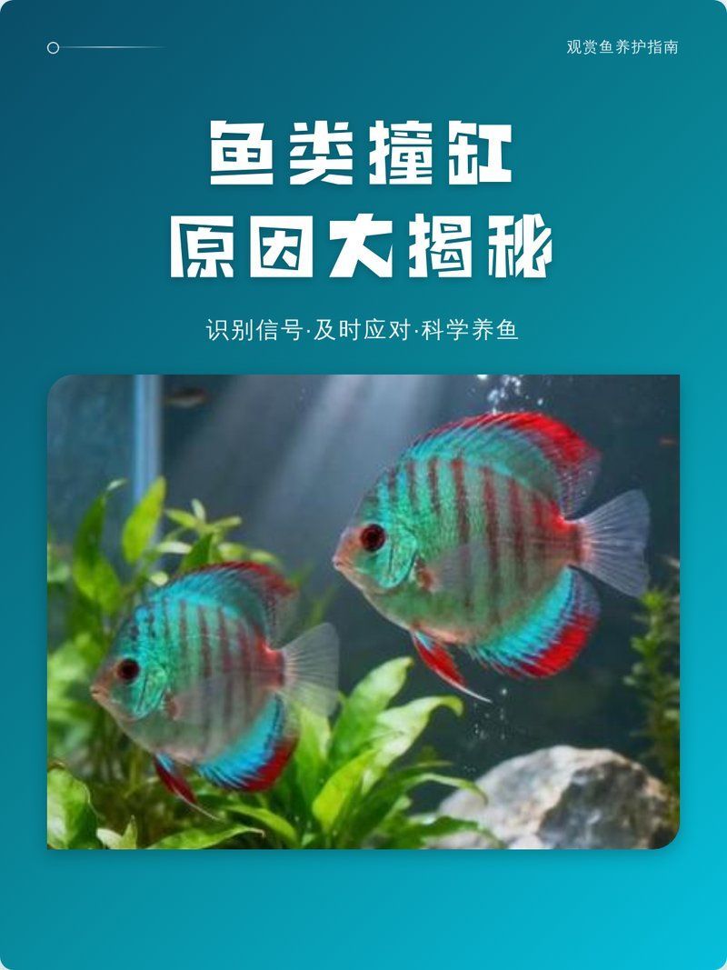 有哪些魚種容易撞缸（智泓池藝楊工魚撞缸原因大揭秘魚類撞缸原因大揭秘）