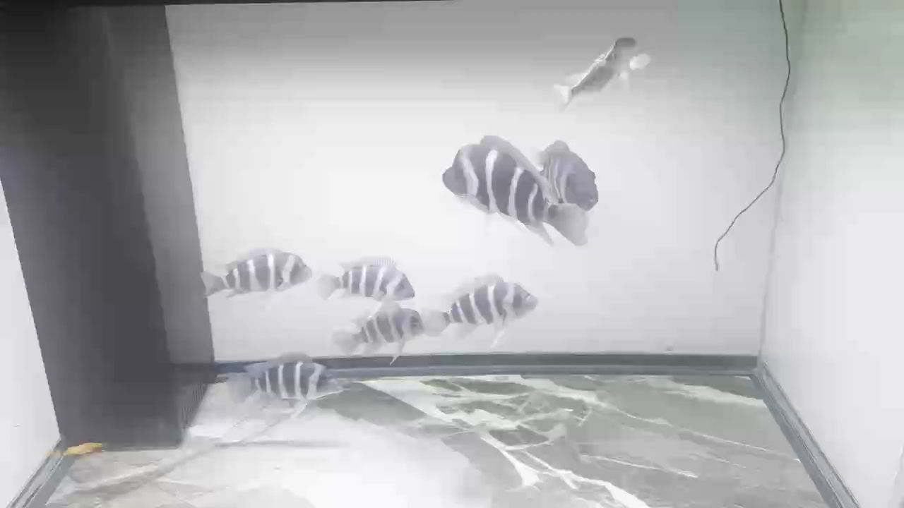 薩伊藍 白缸飼養（薩伊藍在白色缸中的飼養）