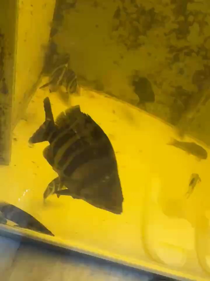 蘇虎26公分左右（蘇虎是一只體型中等的貓，它擁有著柔軟的毛發(fā)和靈活的身體）