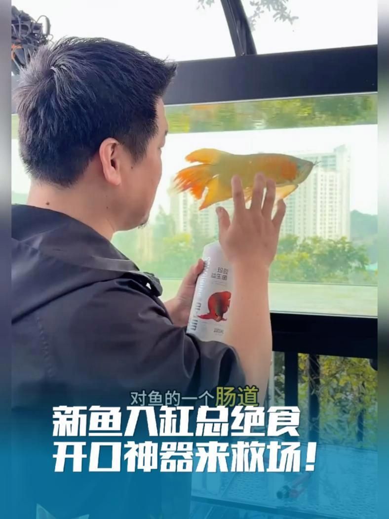 推薦一些龍魚專用益生菌品牌（魚缸養(yǎng)魚日記——龍魚益生菌）