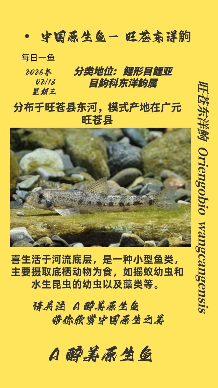 旺蒼東洋鮈（中國四川旺蒼縣發現的淡水魚類屬于鯉科鲴屬于鯉科鲴屬）