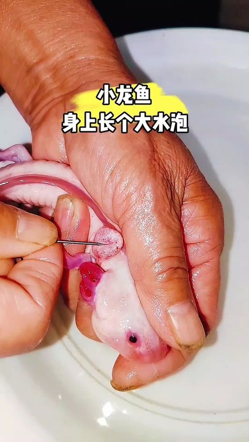 如何預(yù)防恐龍魚腹水的發(fā)生（恐龍魚的腹水預(yù)防）