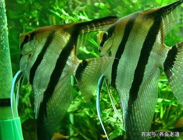 如何保護(hù)魚卵不被其他魚類啄食（arxiv論文助手arxiv論文助手mcp工具arxiv論文助手）