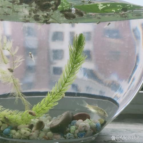 如何保護(hù)魚卵不被其他魚類啄食（arxiv論文助手arxiv論文助手mcp工具arxiv論文助手）