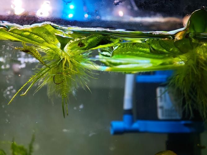如何保護(hù)魚卵不被其他魚類啄食（arxiv論文助手arxiv論文助手mcp工具arxiv論文助手）