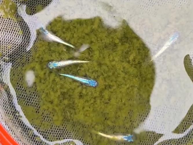 如何保護(hù)魚卵不被其他魚類啄食（arxiv論文助手arxiv論文助手mcp工具arxiv論文助手）