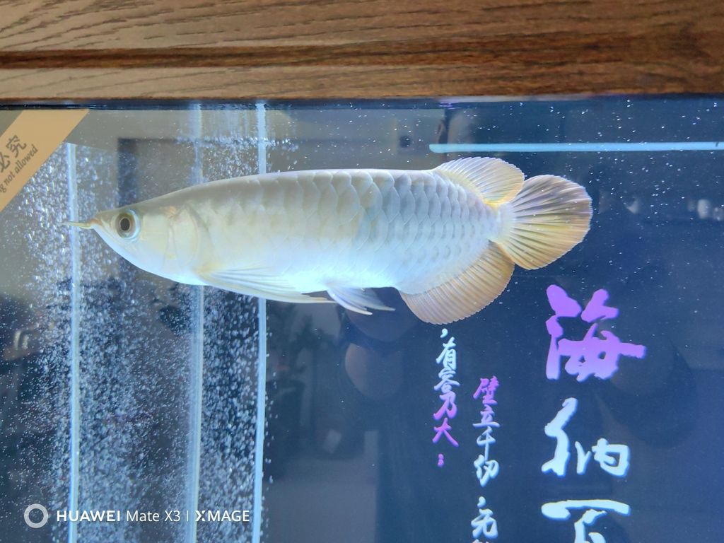 大年初二給大家拜年啦！（大年初二給大家拜年啦）