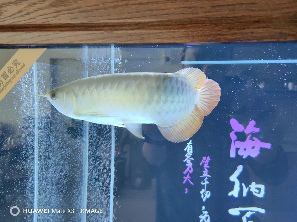 大年初二給大家拜年啦！（大年初二給大家拜年啦）