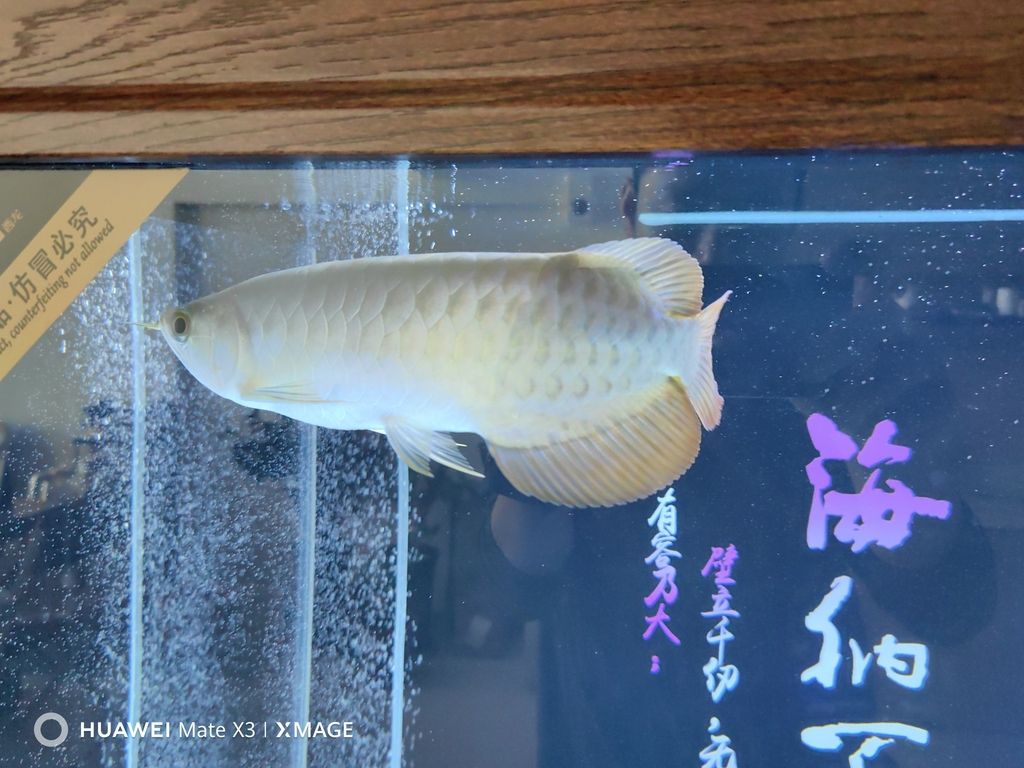 大年初二給大家拜年啦！（大年初二給大家拜年啦）