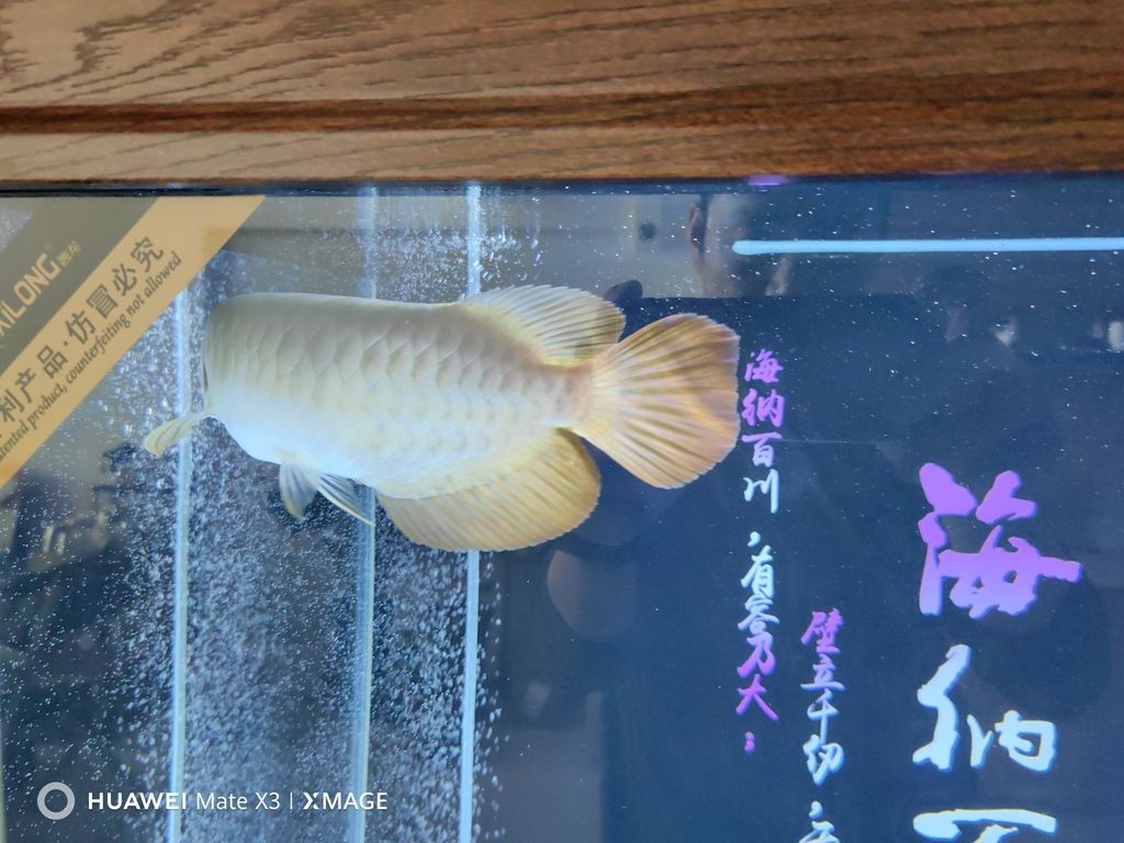 大年初二給大家拜年啦！（大年初二給大家拜年啦）