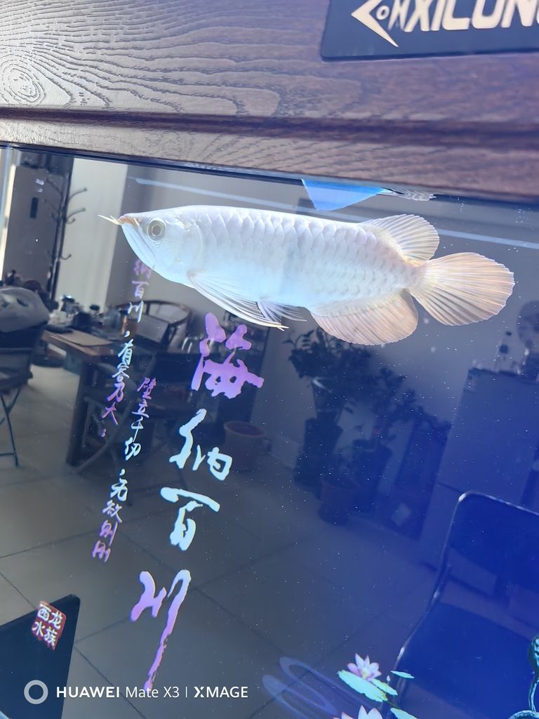 大年初二給大家拜年啦！（大年初二給大家拜年啦）