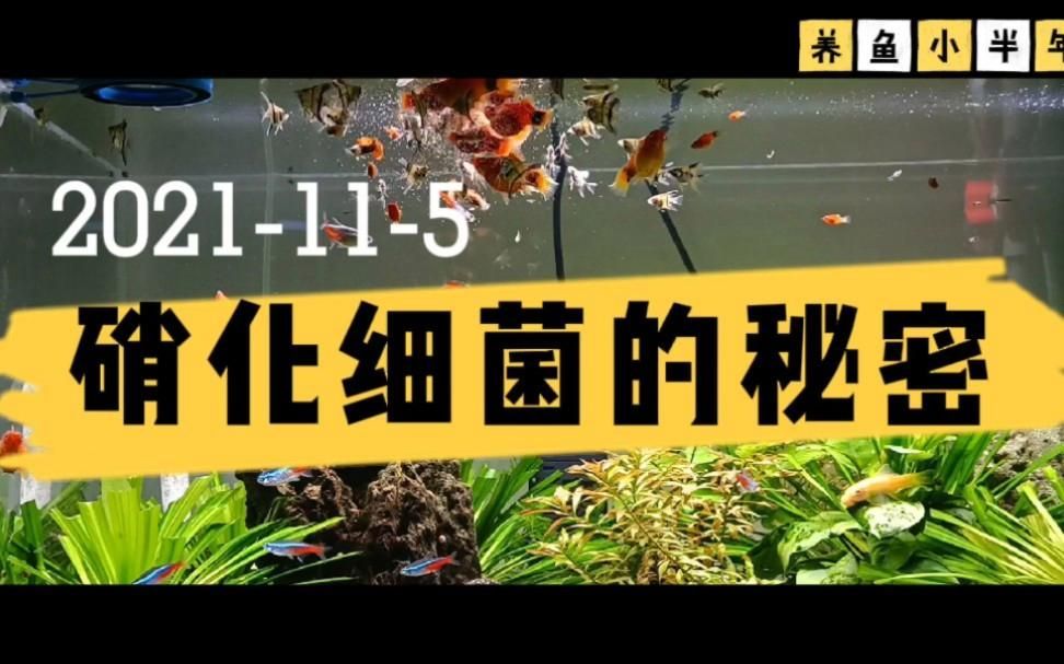 裸缸會產生硝化細菌嗎（裸缸會產生硝化細菌嗎？）