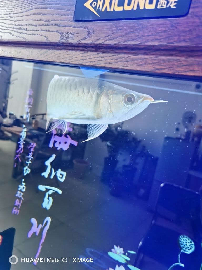 大年初二給大家拜年啦！（大年初二給大家拜年啦）