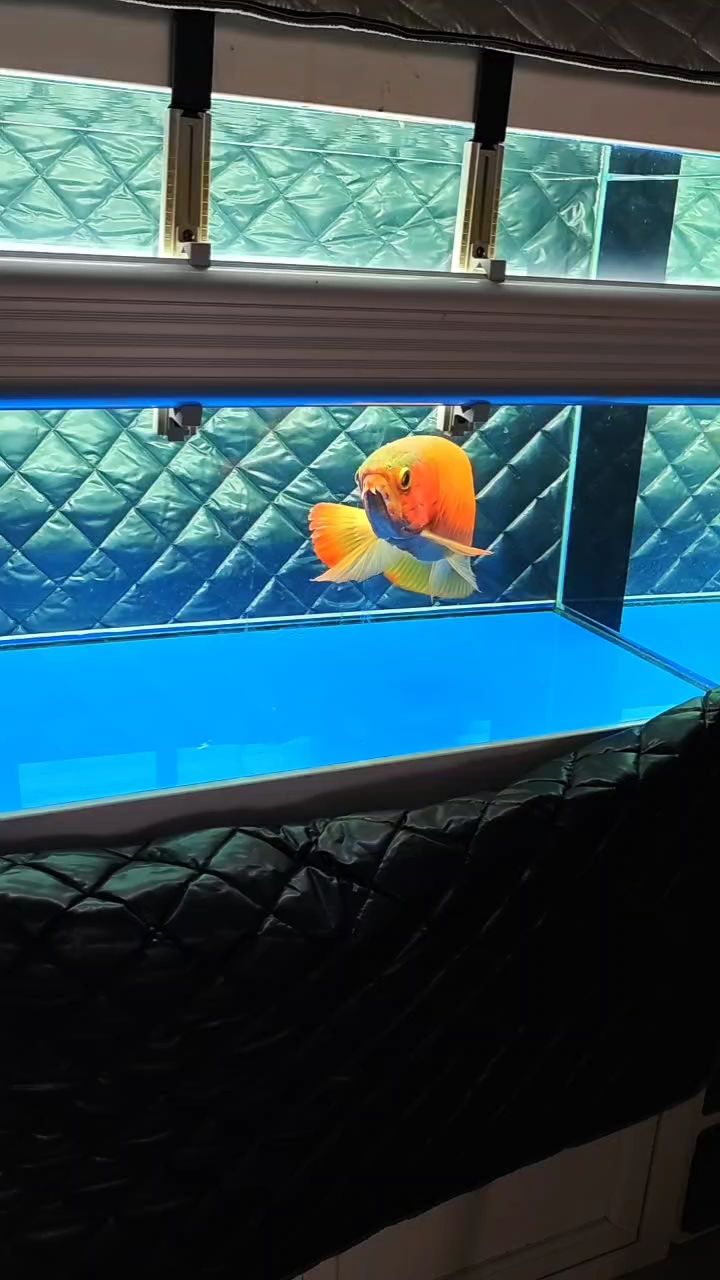 老炮（_小金龍評論：漂亮被養魚耽誤的建筑師）