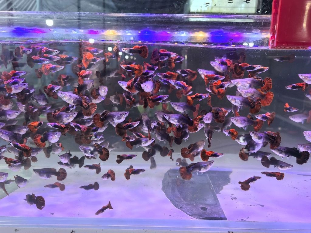 精品孔雀魚（孔雀魚是一種既美麗又容易照顧的觀賞魚，精品巴西折扇）