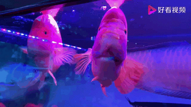 有沒(méi)有紅龍魚(yú)的動(dòng)態(tài)壁紙（紅龍魚(yú)動(dòng)態(tài)壁紙）