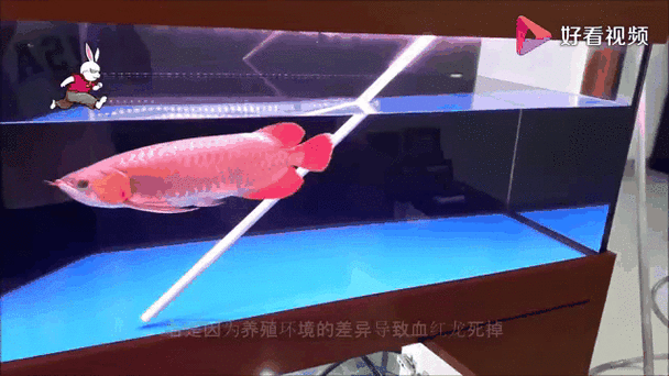 有沒(méi)有紅龍魚(yú)的動(dòng)態(tài)壁紙（紅龍魚(yú)動(dòng)態(tài)壁紙）