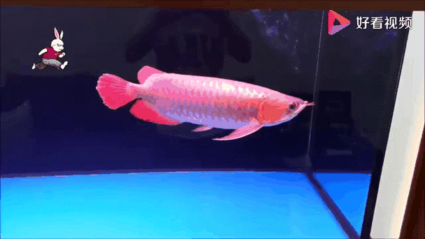 有沒(méi)有紅龍魚(yú)的動(dòng)態(tài)壁紙（紅龍魚(yú)動(dòng)態(tài)壁紙）
