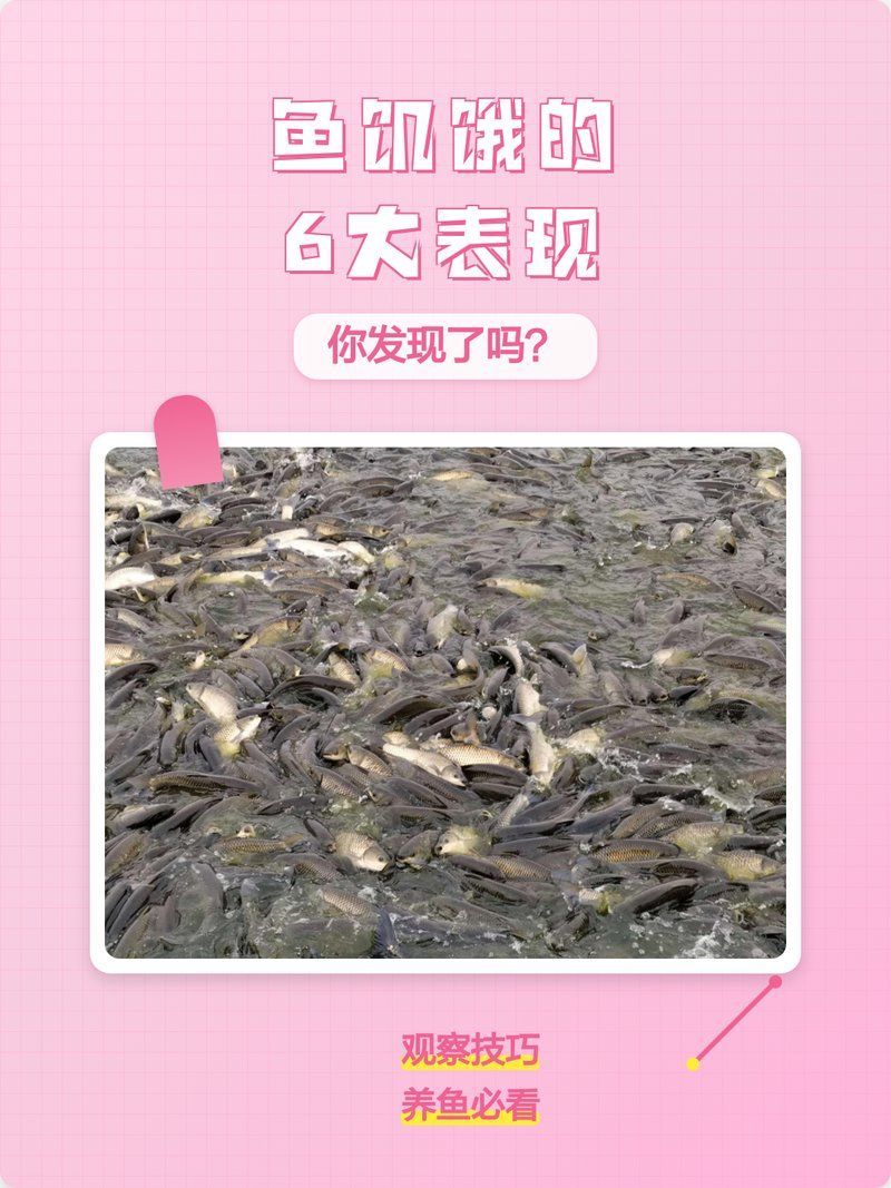 如何判斷龍魚苗是否饑餓（如何判斷龍魚苗的饑餓狀態(tài)）