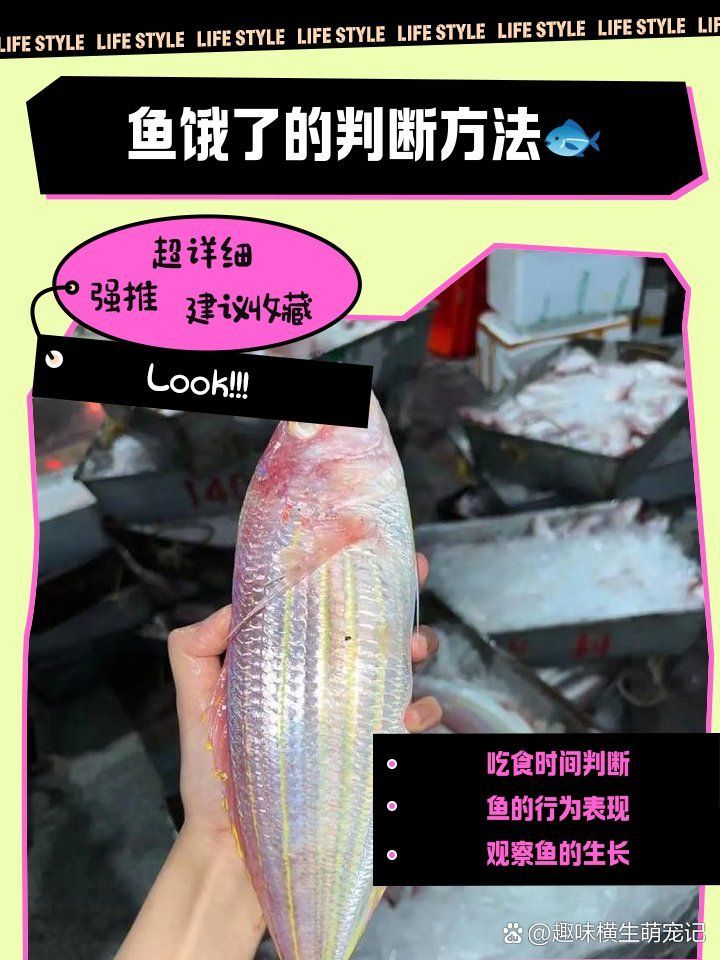 如何判斷龍魚苗是否饑餓（如何判斷龍魚苗的饑餓狀態(tài)）