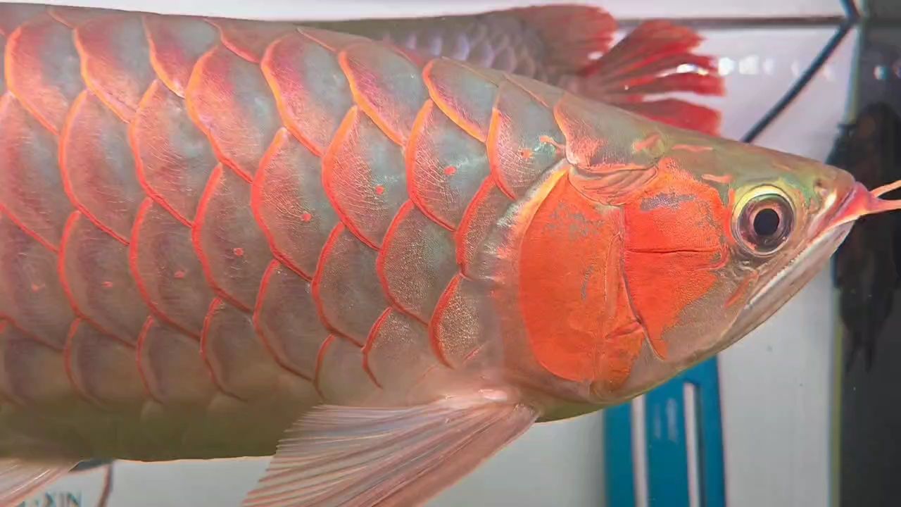 新春大吉（_小金龍評論：新春大吉，隨心所欲_小金龍評論）