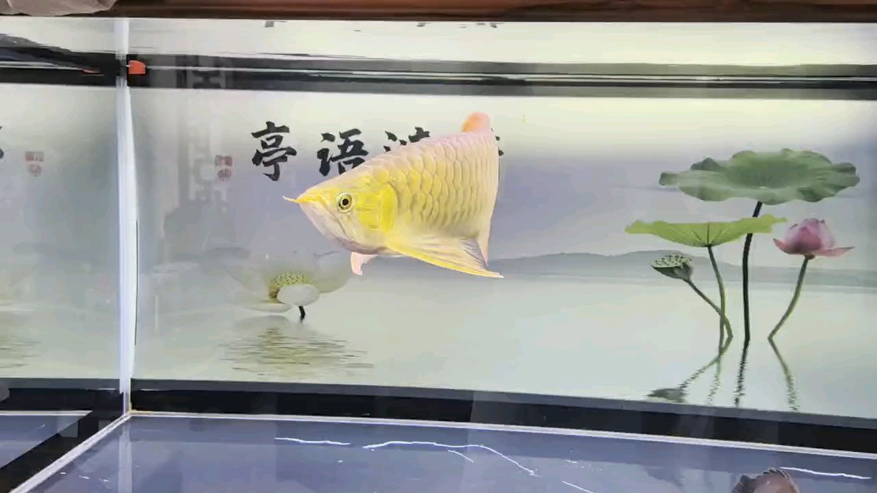 堅(jiān)持愛好（_小金龍?jiān)u論：堅(jiān)持愛好的重要性與實(shí)踐策略）