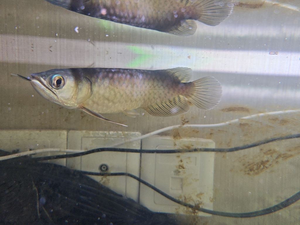 第一次記錄，時隔一個月。（關于某項活動的首次記錄）