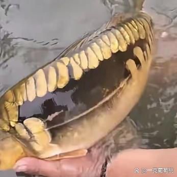 如何判斷金龍魚是否恢復(fù)（如何判斷金龍魚是否恢復(fù)的關(guān)鍵因素）