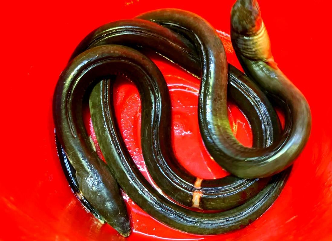 汕頭哪家火鍋店的杜龍魚最新鮮？（汕頭最新鮮杜龍魚火鍋首選閩粵海鮮火鍋首選）