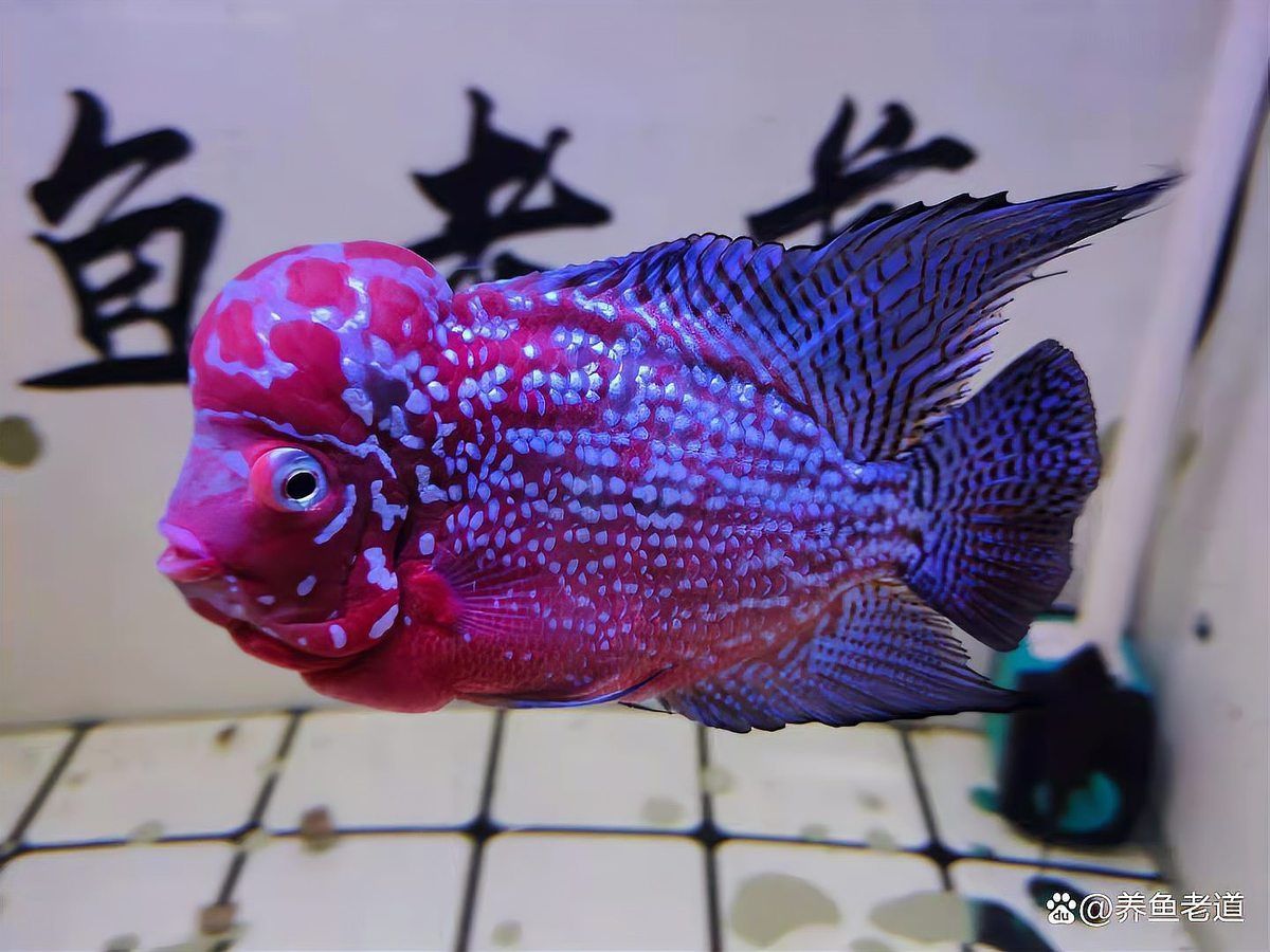 魚(yú)缸不缺氧魚(yú)也浮頭是怎么回事