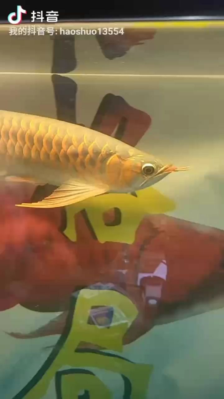 漂亮（“漂亮”這一概念的多維度含義及其在現(xiàn)代社會中的重要性）