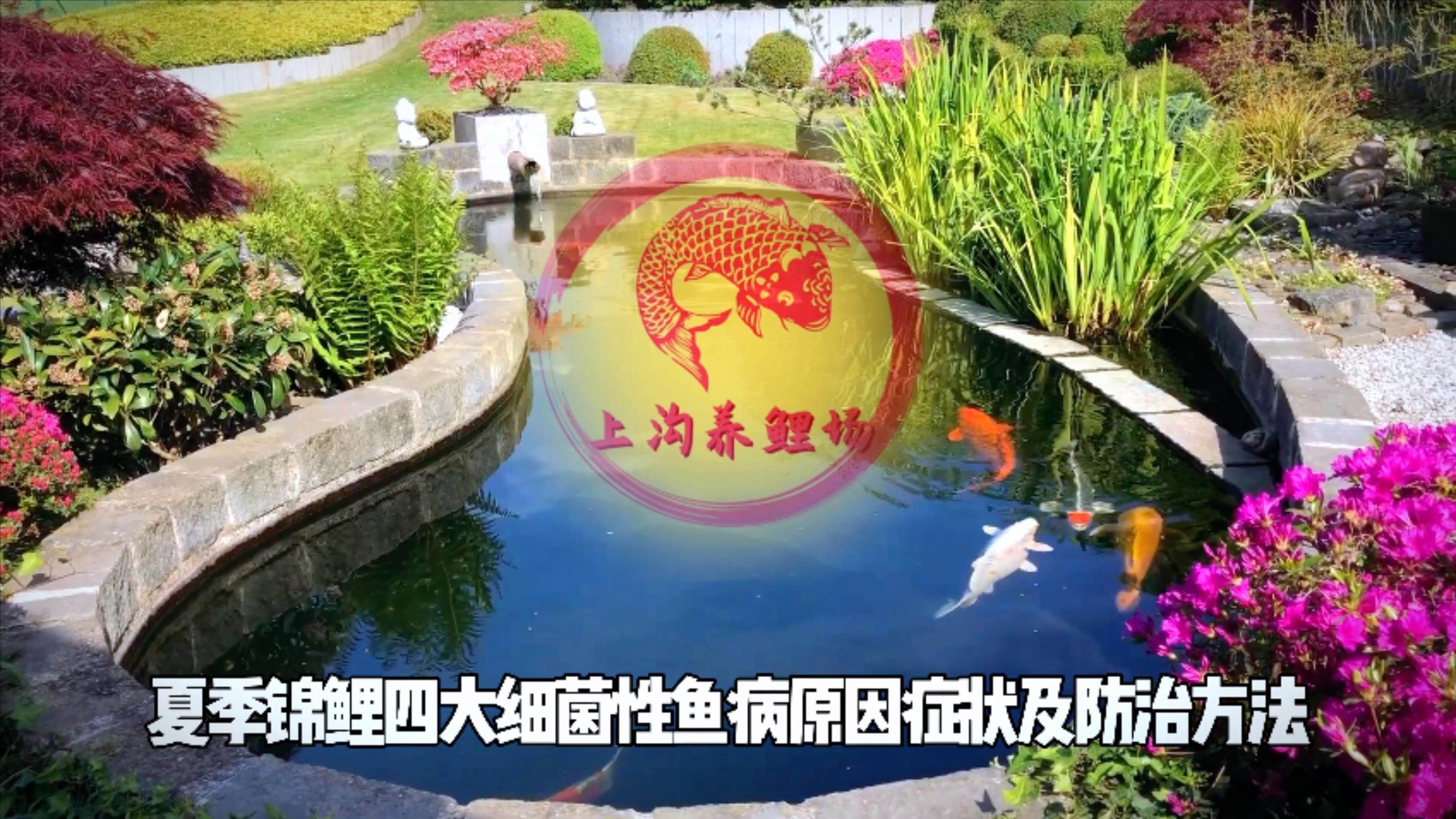 魚類細(xì)菌性疾病有哪些（夏季錦鯉四大細(xì)菌性疾病介紹）