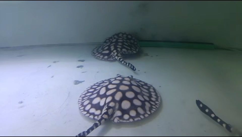 新年快樂（寶島水族曾大大雄魟魚繁殖場）