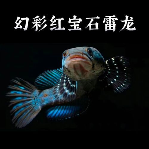 幻彩藍寶石雷龍有哪些選育技巧（幻彩藍寶石雷龍的選育）