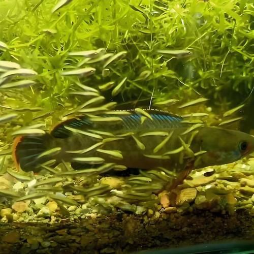 幻彩藍寶石雷龍有哪些選育技巧（幻彩藍寶石雷龍的選育）