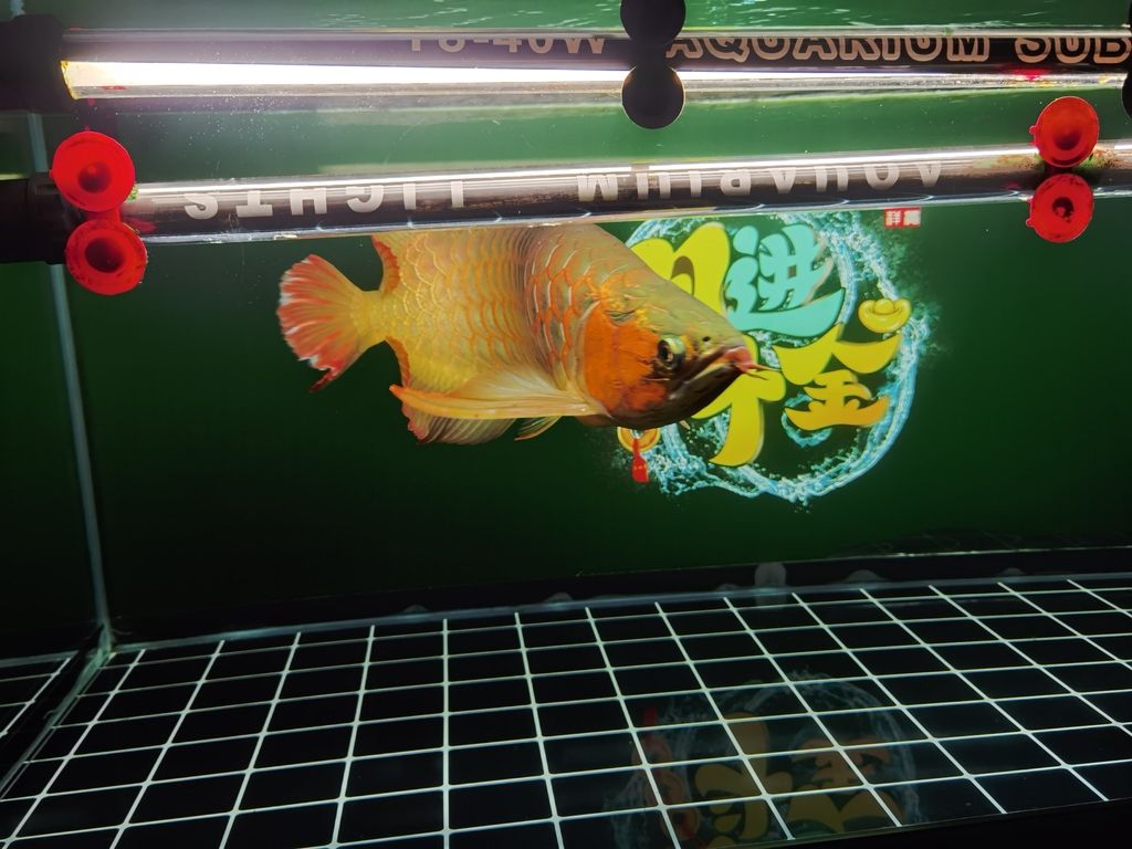 新年快樂！（新年快樂）