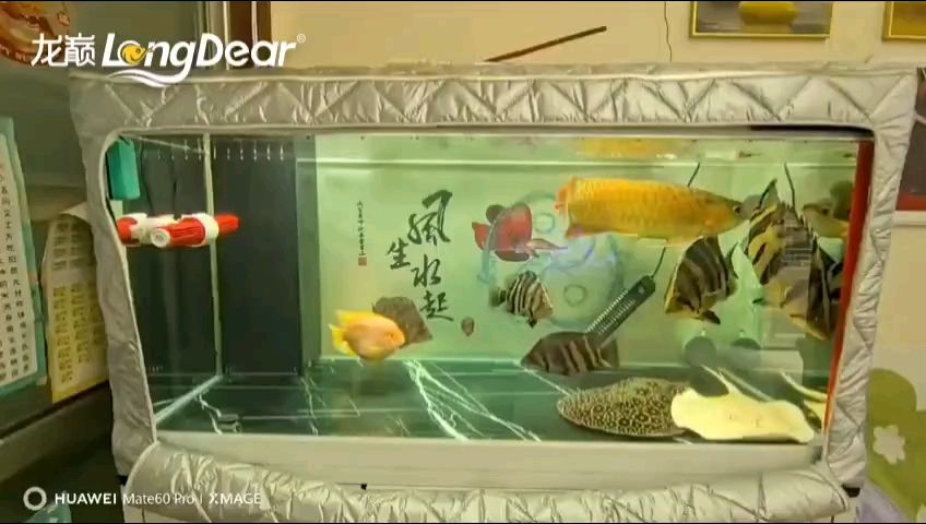 轉發997（轉發997,諸葛非）