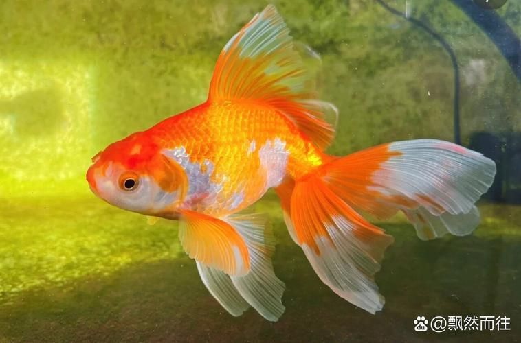 給我一些金魚的高清大圖（金魚品種的高清圖鑒清單，給我一些金魚的高清動態圖）