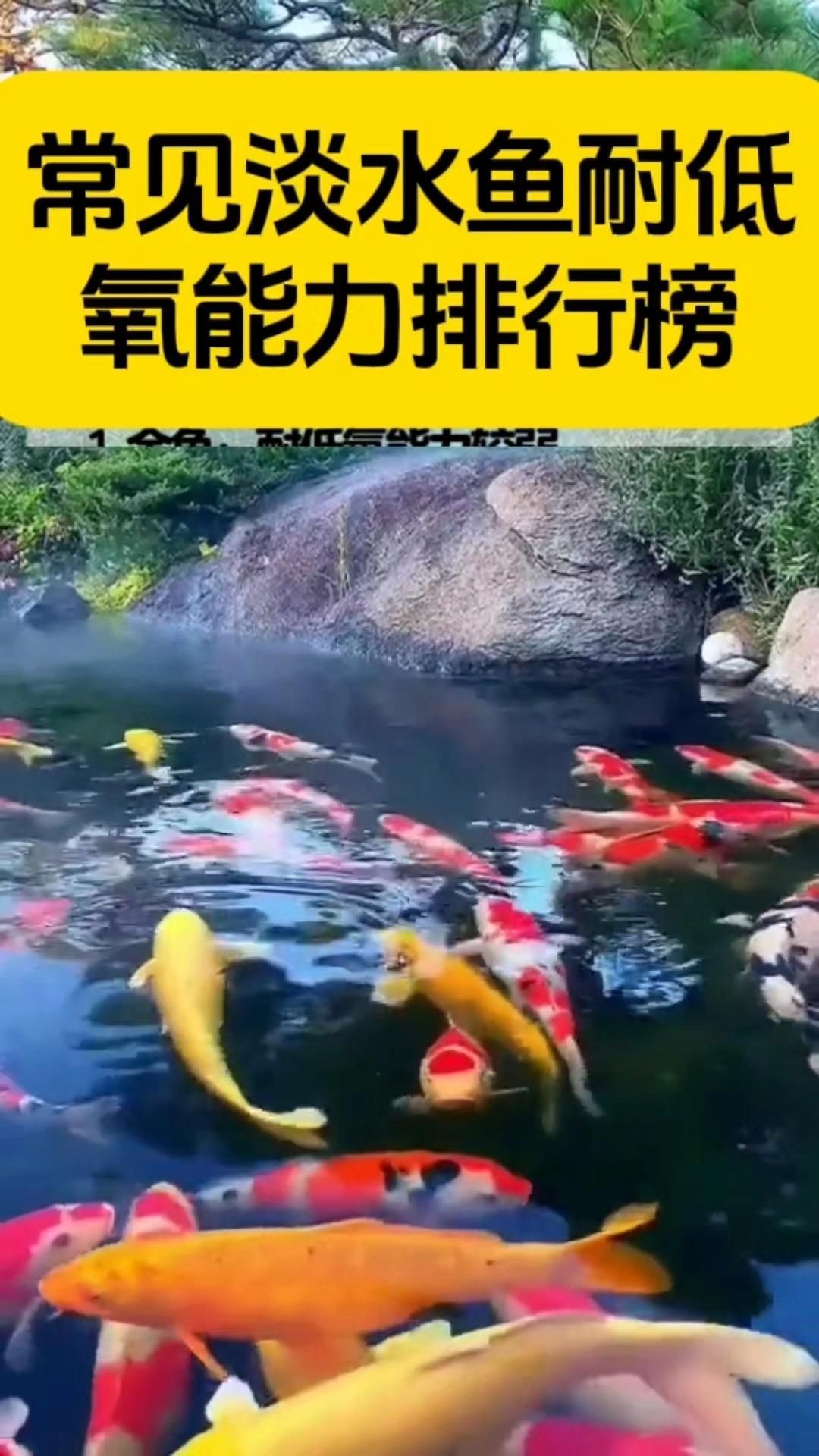 缺氧后魚還能活多久（缺氧后魚能活多久）